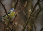 DSC 0446 web