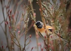 DSC 0465 web